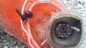 コガタスズメバチの巣盤