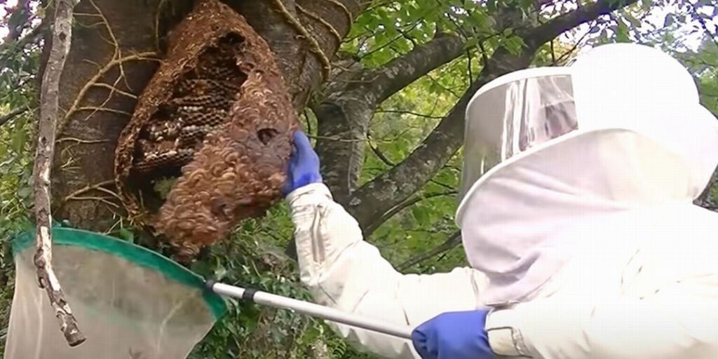 キイロスズメバチの巣を駆除する 代表中川。 Youtubeより。